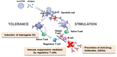 Development of ImmTOR Tolerogenic Nanoparticles for the Mitigation of Anti-drug Antibodies